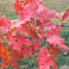 Red Oak #7 - Image 3